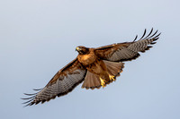 Red-tailed Hawk Soars
