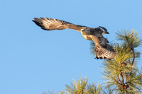 Hawk Gallery