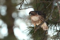 Red-tailed Hawk