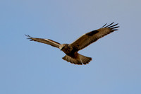 Rough-legged Hawk 1