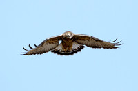 Rough-legged Hawk  Overhead