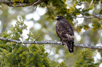 Red- tailed Hawk 2 (Dark Morph)