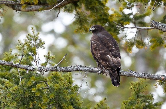 Red- tailed Hawk 2 (Dark Morph)