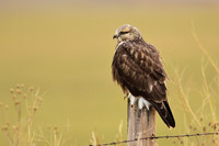 Rough-legged Hawk on a Post