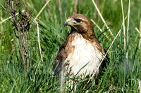 Red-tailed in the grass