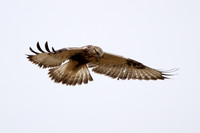 Rough-legged Hawk 2