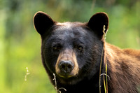 Bear 2019 3