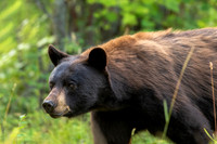 Black Bear 2019-1