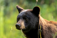 Black Bear 2019- 2