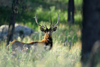 Inquisitive Elk