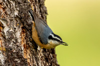 Nuthatch Gallery