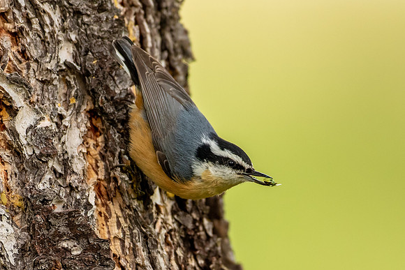 Red-breasted Nuthatch Feeding