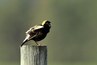 Bobolink Gallery