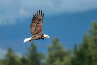 Bald Eagle in Flight