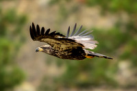 Juvenile Bald Eagle