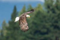 Eagle Soars Around the Pine Trees