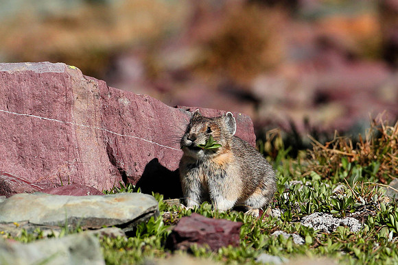 Pika