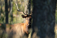 Elk Hiding by Tree