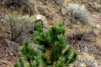 Eagle at the Top