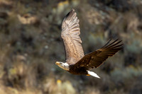 Eagle Soars
