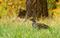 Dusty Grouse in the Grass