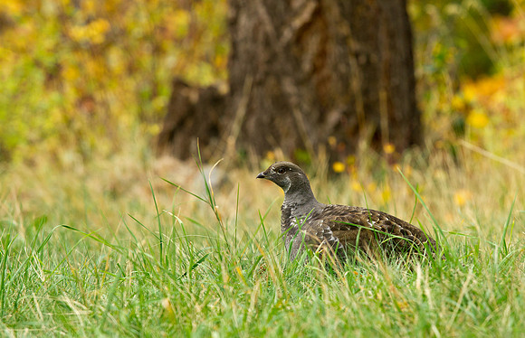 Dusty Grouse in the Grass