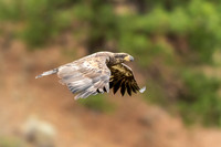 Immature Bald Eagle