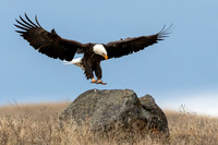 Bald Eagle Rocky Landing