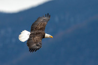 Soaring Bald Eagle