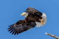 Bald Eagle Takes Flight