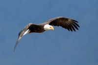 Eagle Gallery
