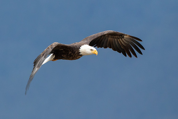 Majestic Bald Eagle