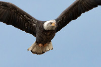 Bald Eagle Closeup