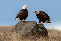 Bald Eagles on a Rock