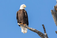 Bald Eagle Perched