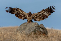 Juvenile Bald Eagle