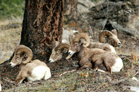 Bighorn Sheep Resting