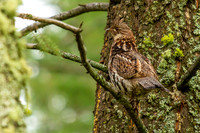 Ruffed Grouse on a Limb