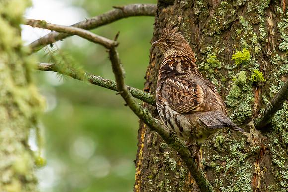 Ruffed Grouse on a Limb