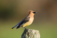 Cedar Waxwing On Post