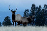 Elk on the Ridge