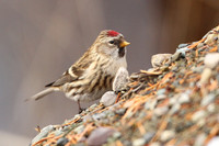 Hoary Redpoll 1