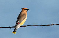 Cedar Waxwing on a Wire