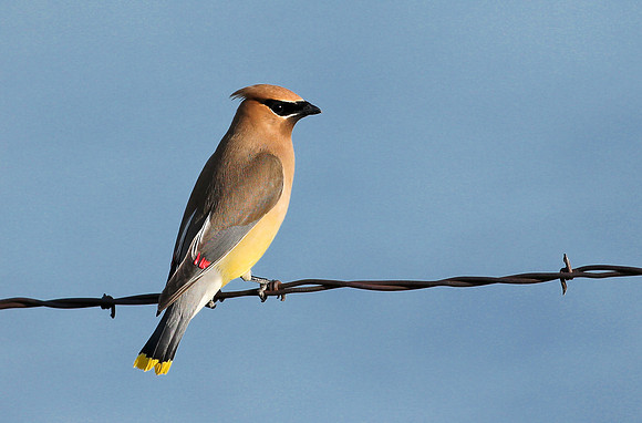 Cedar Waxwing on a Wire