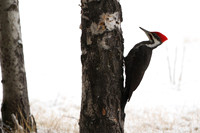 Pileated Woodpecker