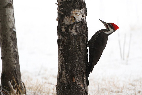 Pileated Woodpecker