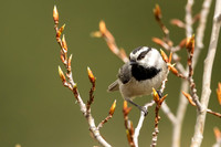 Mountain Chickadee In Tree Buds