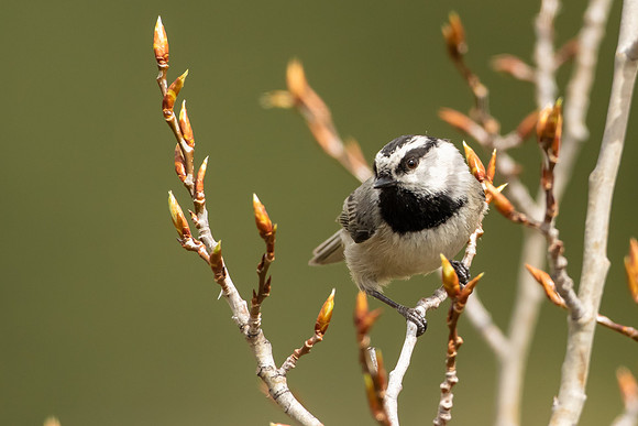 Mountain Chickadee In Tree Buds