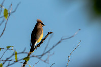 Cedar Waxwing on a Limb