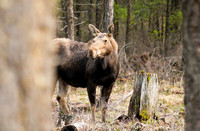 Cow Moose